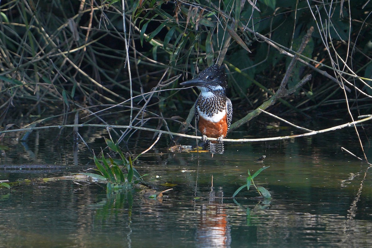 Giant Kingfisher - ML610725346