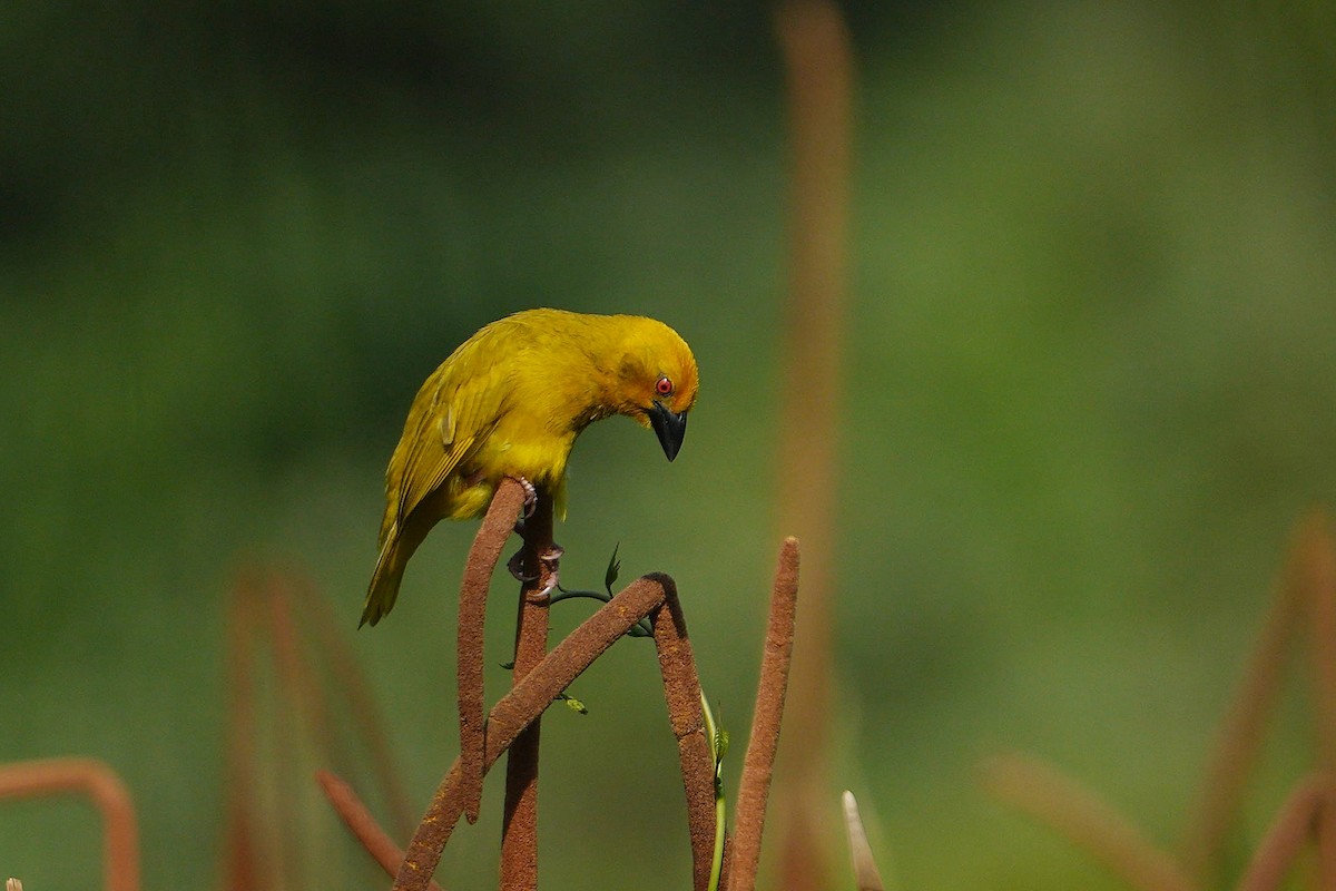 African Golden-Weaver - ML610725357