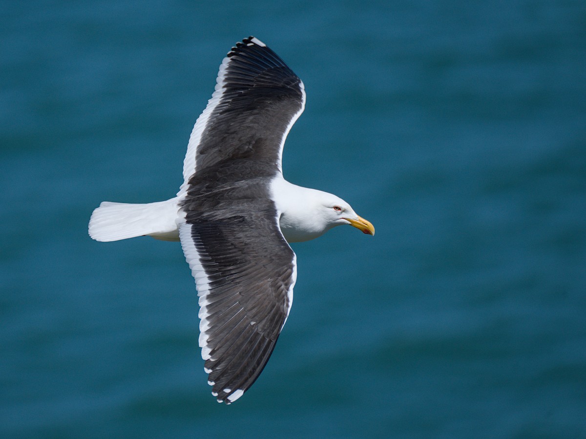 Kelp Gull - Christopher Tuffley