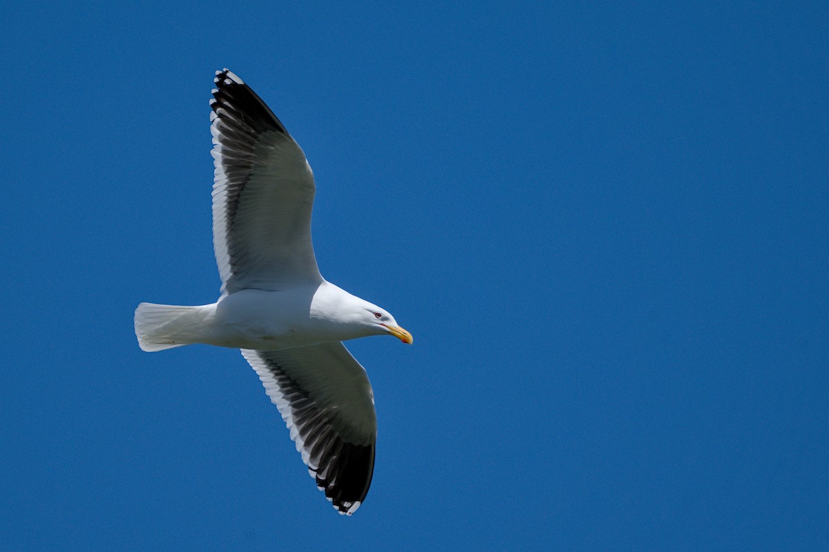 Kelp Gull - Christopher Tuffley