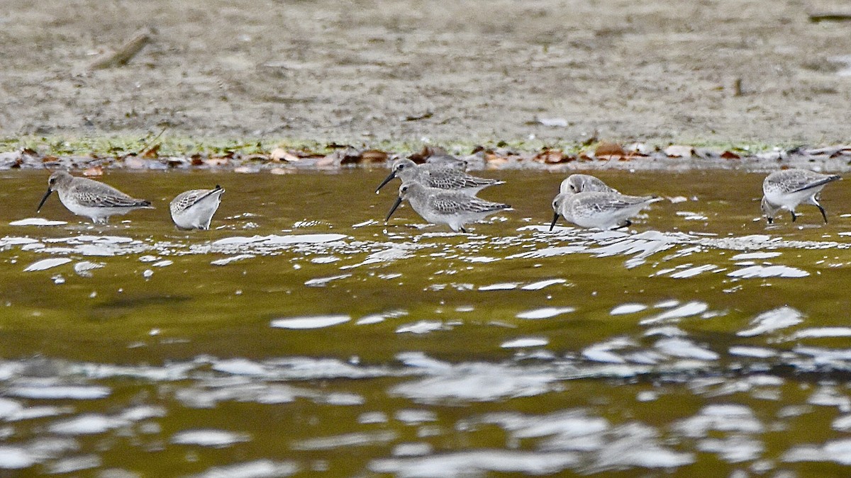 Alpenstrandläufer - ML610725600