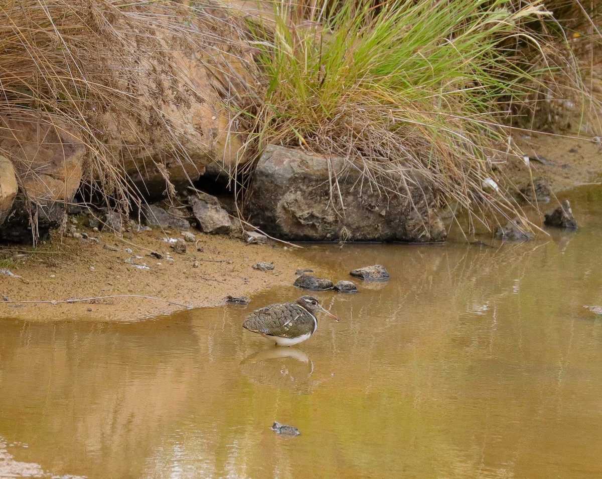 Australian Painted-Snipe - ML610725717