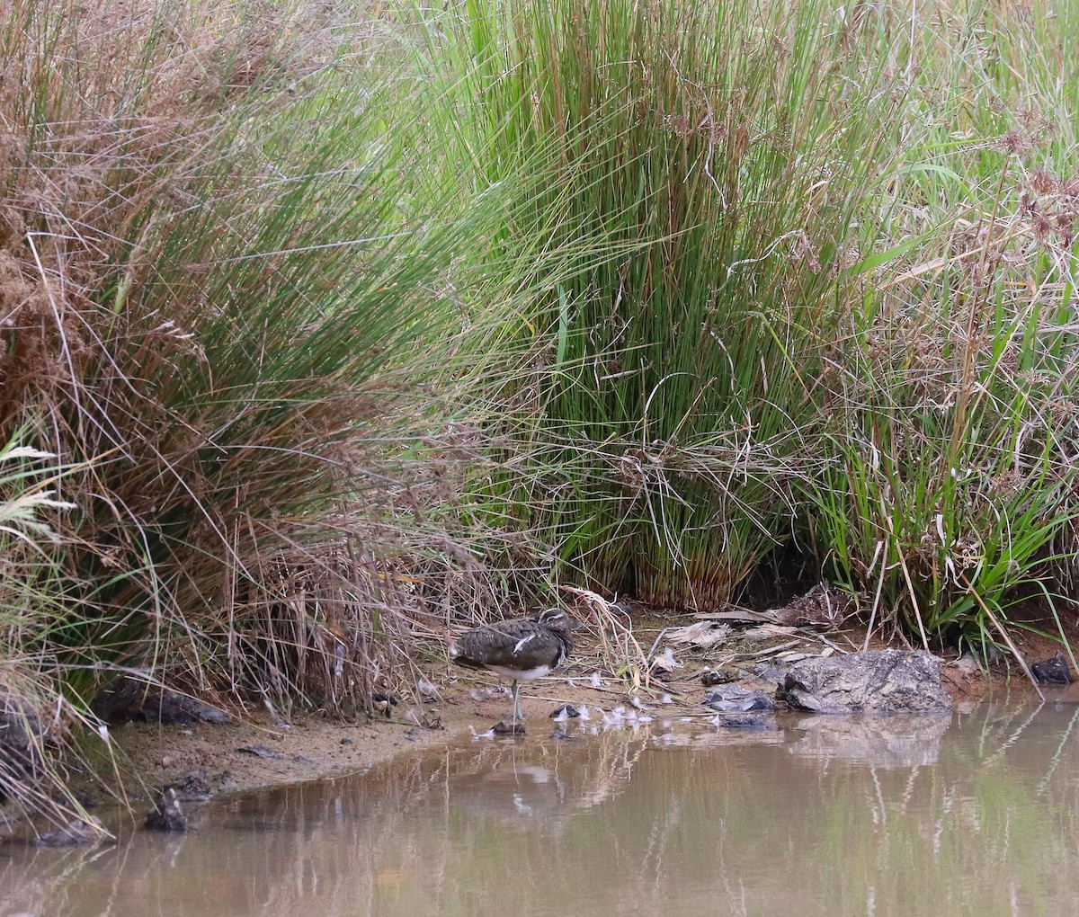 Australian Painted-Snipe - ML610725720