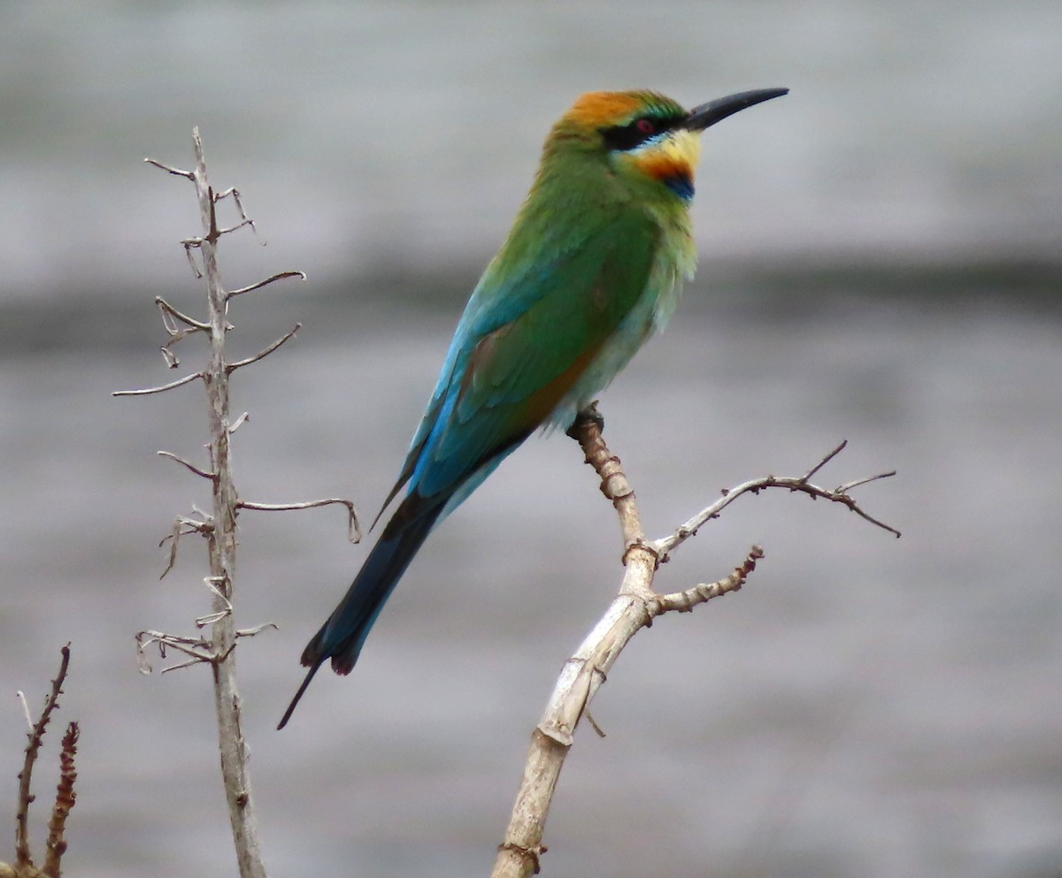Rainbow Bee-eater - ML610725760