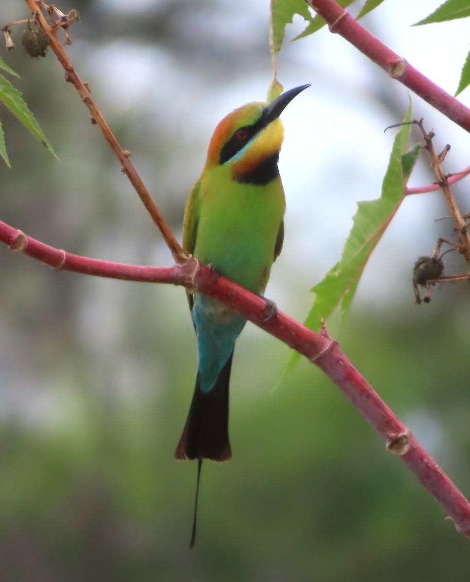 Rainbow Bee-eater - ML610725766