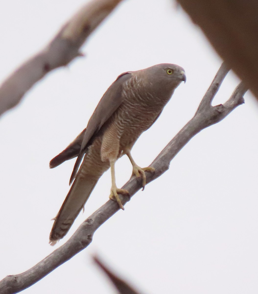 Brown Goshawk - ML610725774