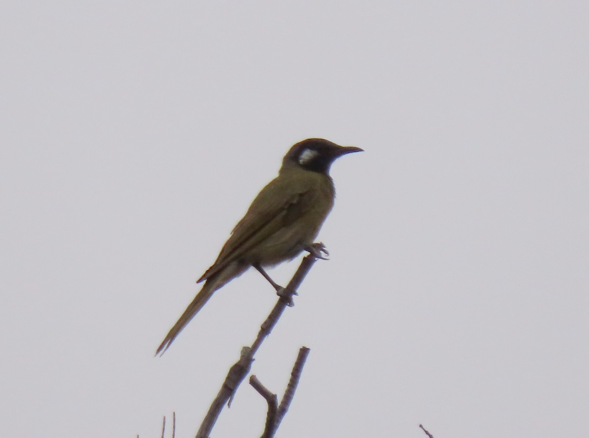 White-eared Honeyeater - ML610725784