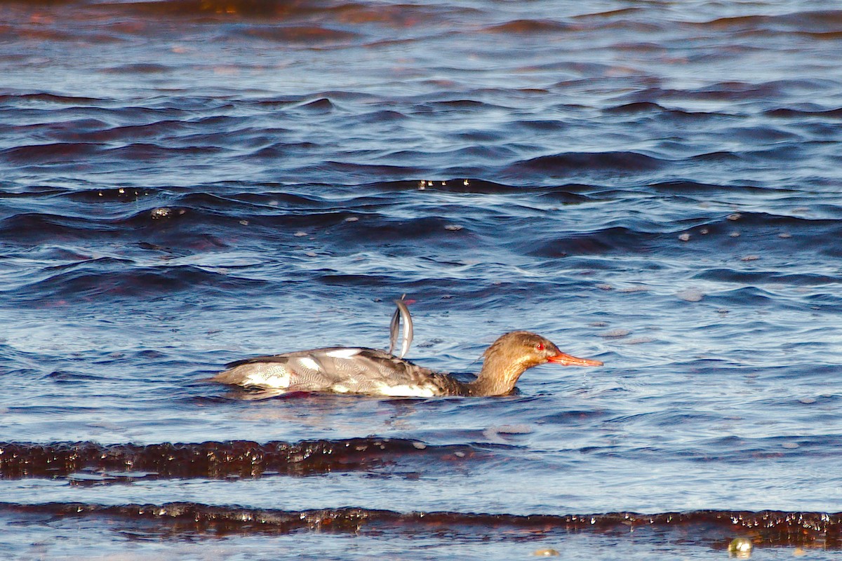 Red-breasted Merganser - ML610725786