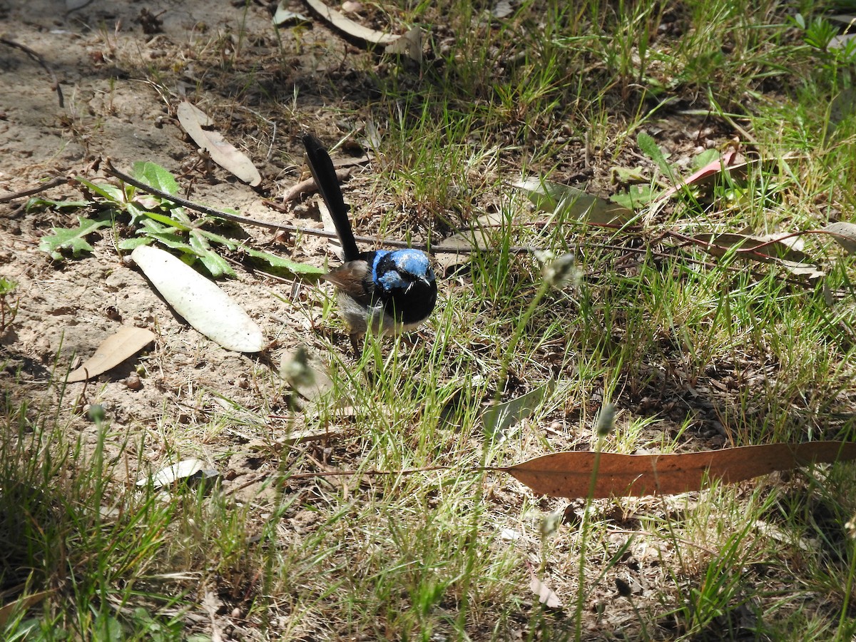 Superb Fairywren - ML610725823