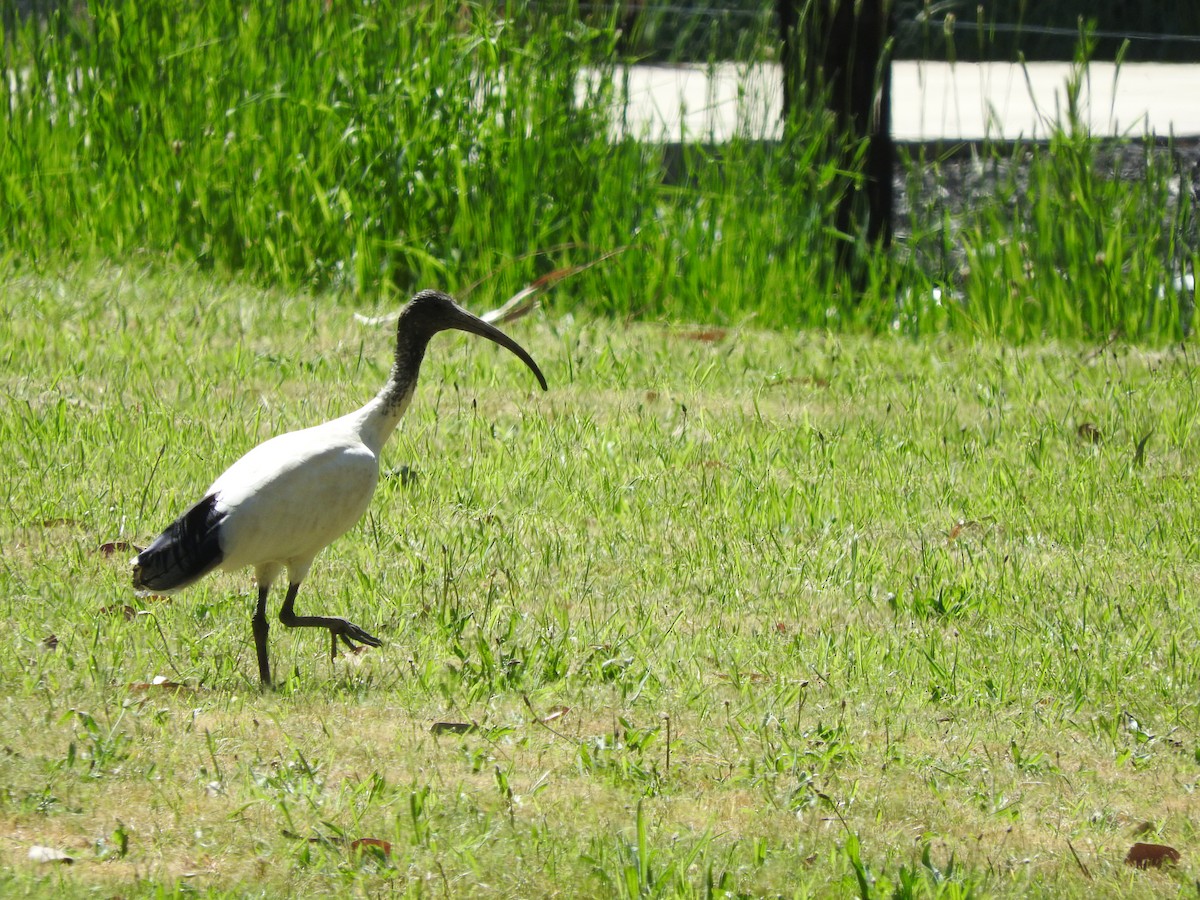 ibis australský - ML610725861