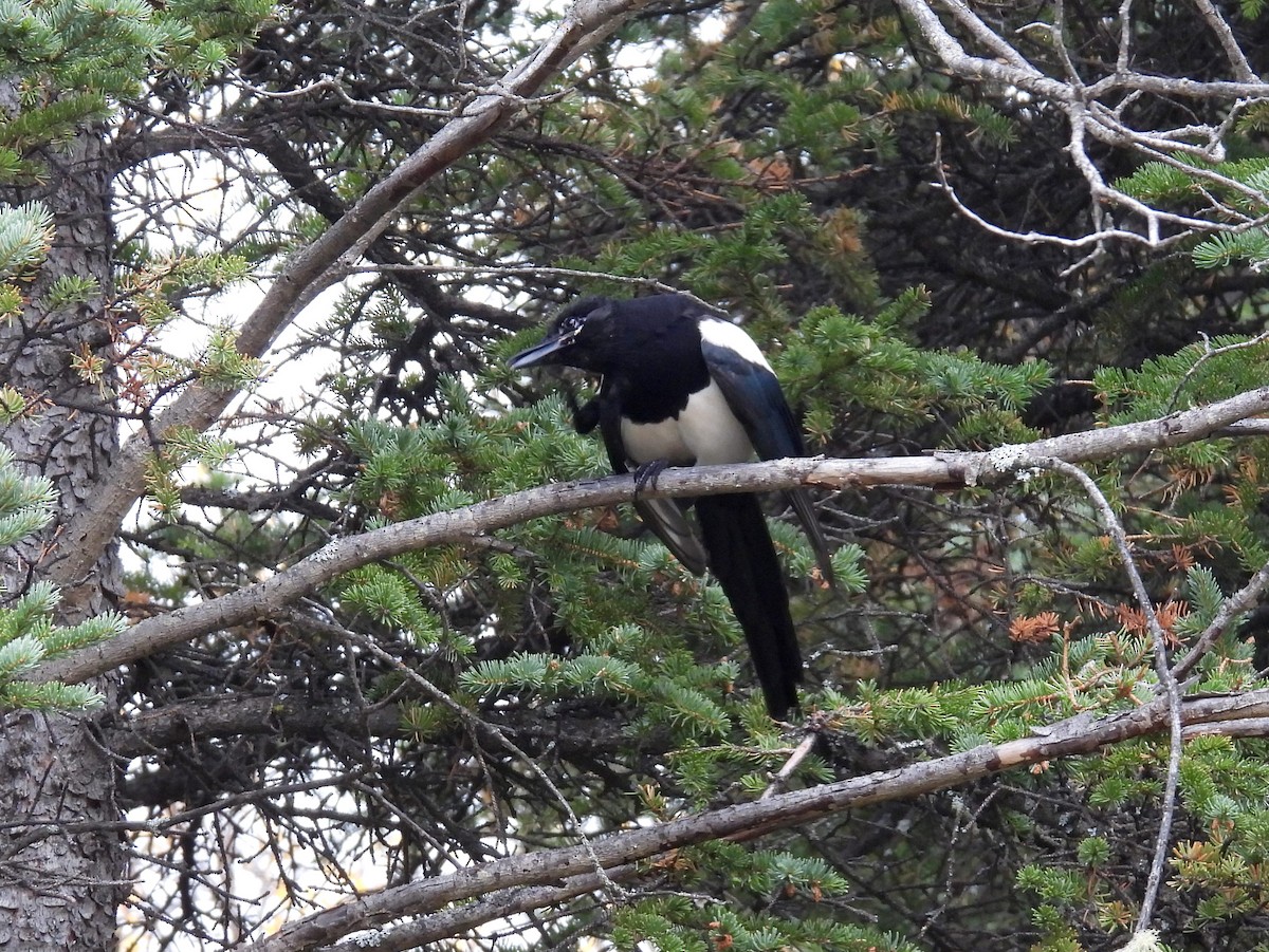 Black-billed Magpie - ML610725871