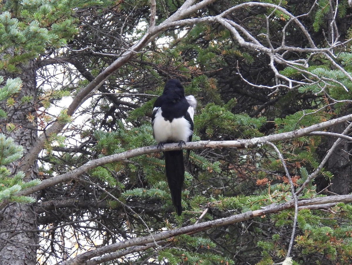 Black-billed Magpie - ML610725873