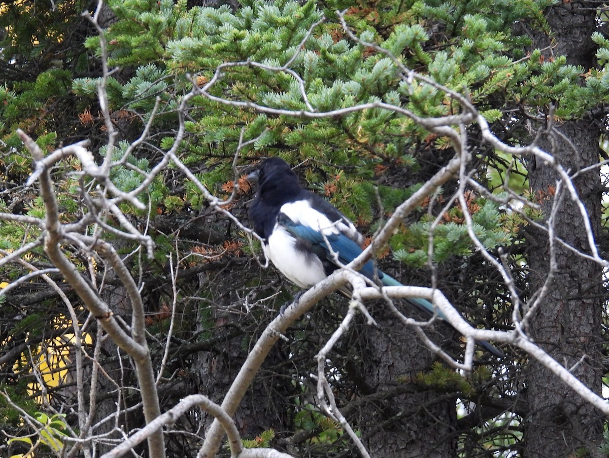 Black-billed Magpie - ML610725874