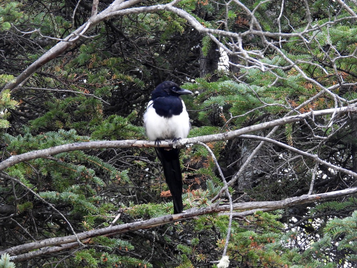 Black-billed Magpie - ML610725876