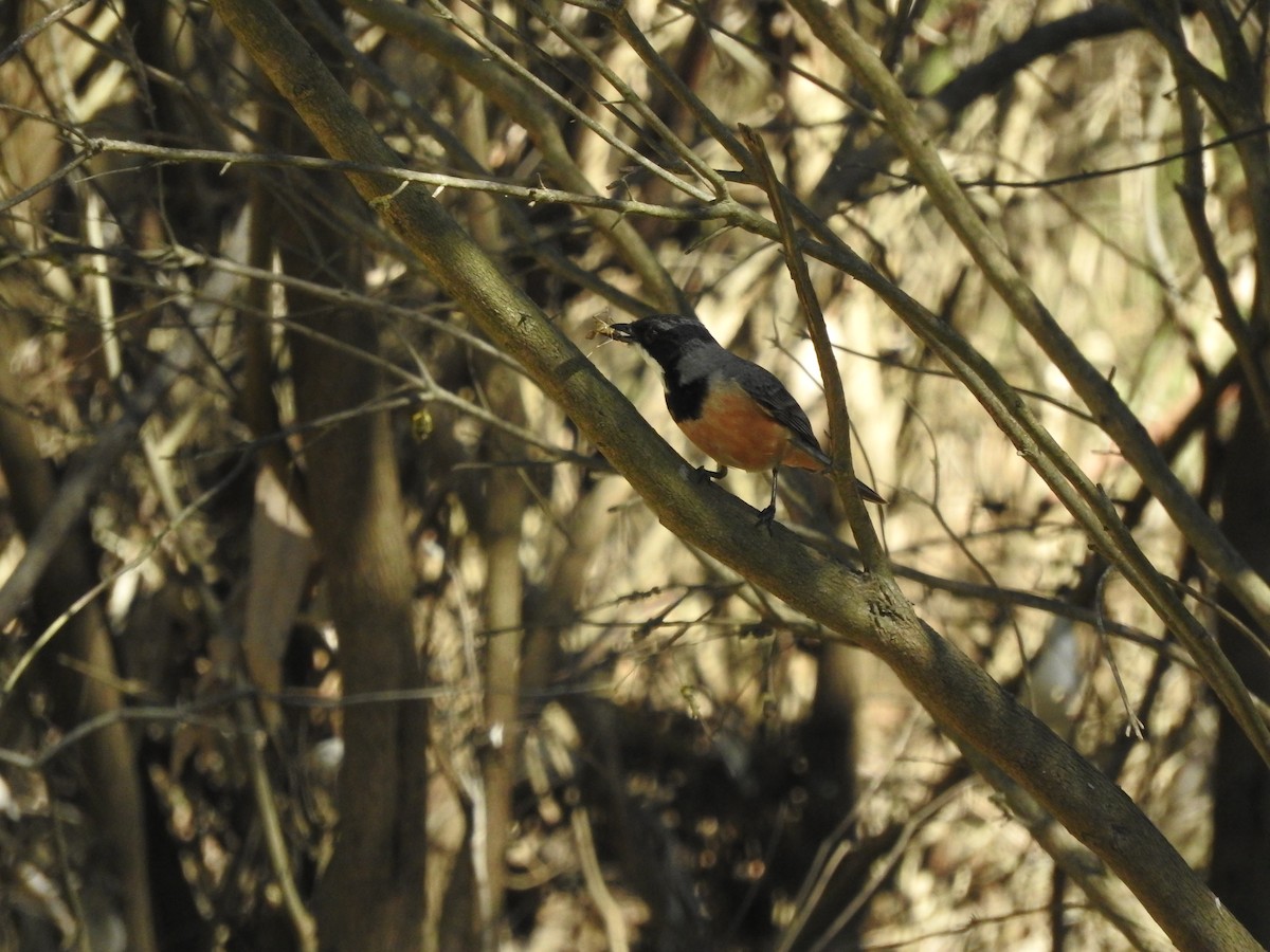 Rufous Whistler - ML610725878