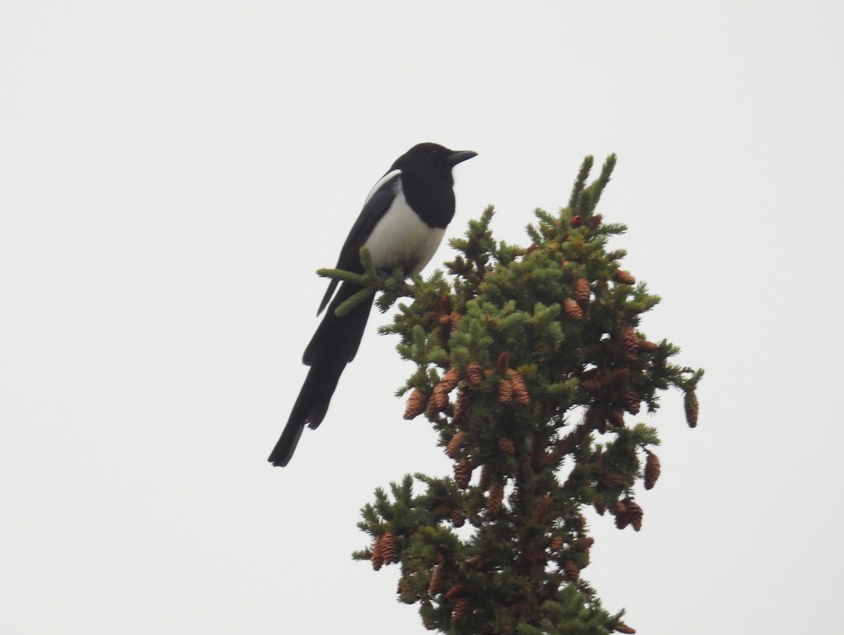 Black-billed Magpie - ML610725883