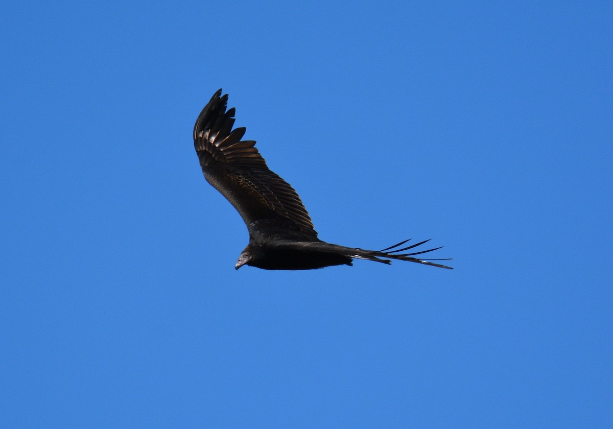 Turkey Vulture - ML610725919