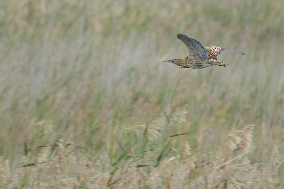 Great Bittern - ML610725928