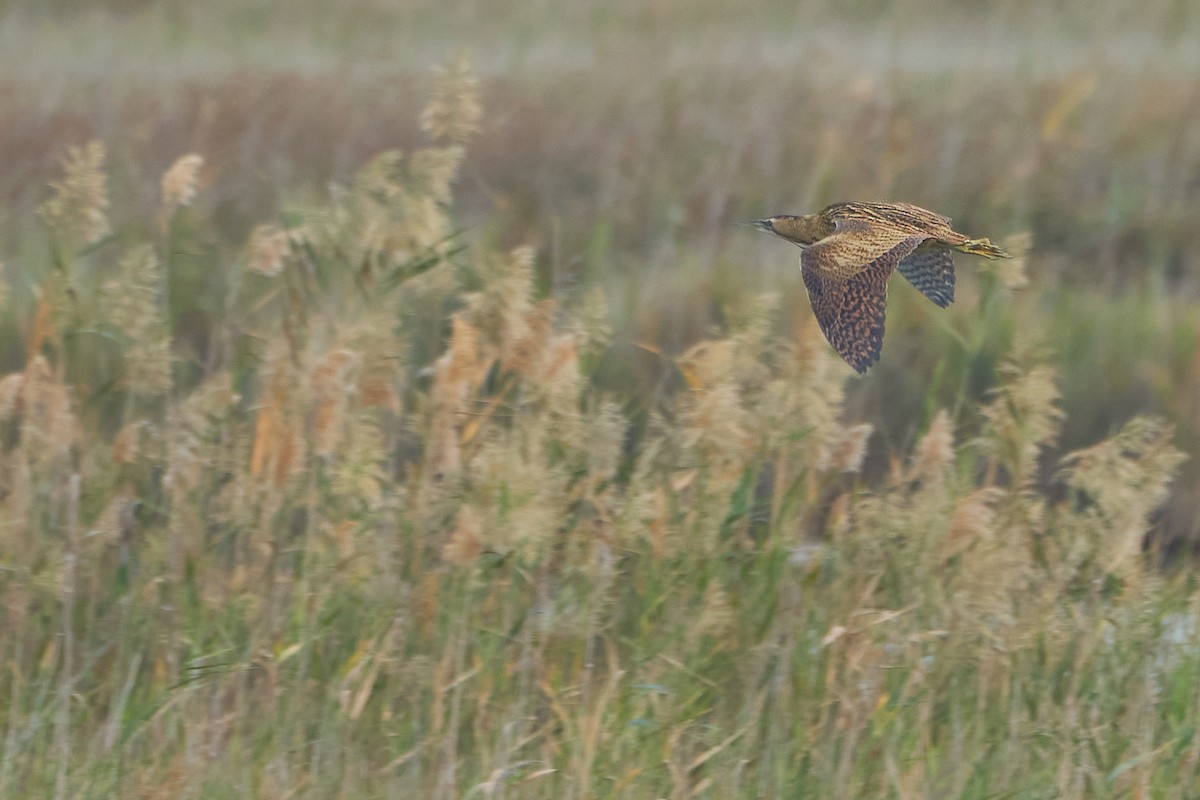 Great Bittern - ML610725932