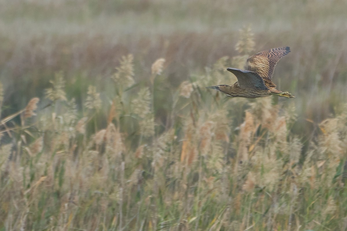 Great Bittern - ML610725938