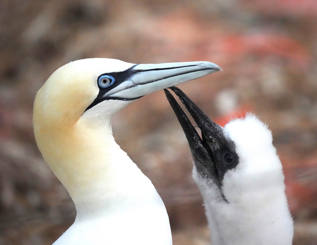 Northern Gannet - ML610726012