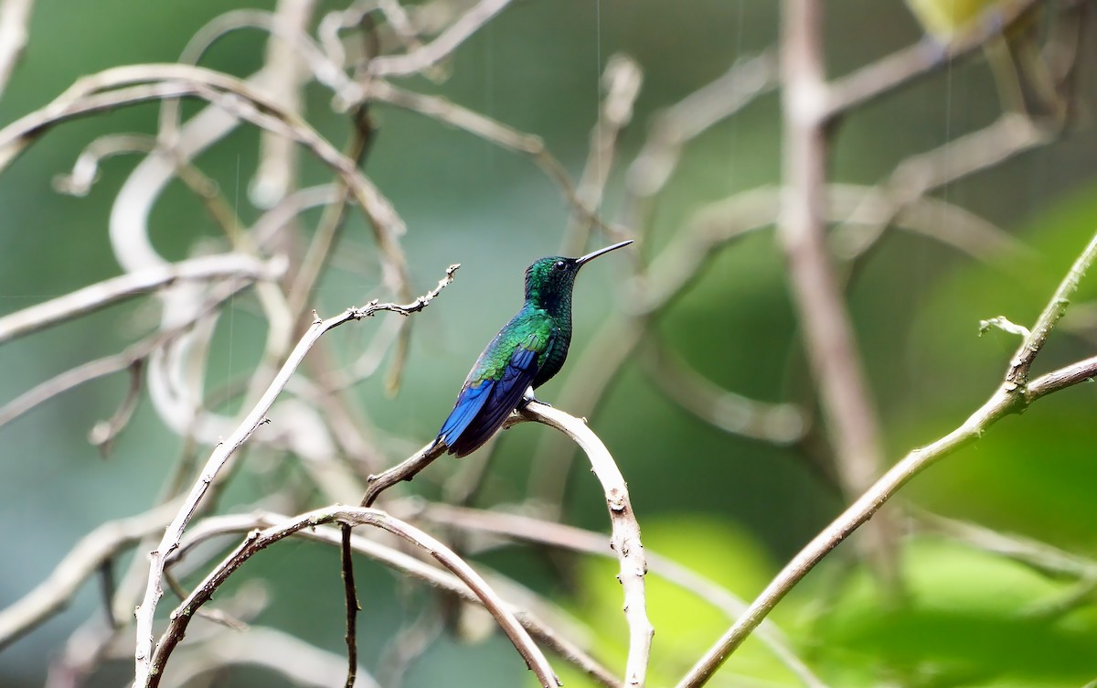 Steely-vented Hummingbird - ML610726177