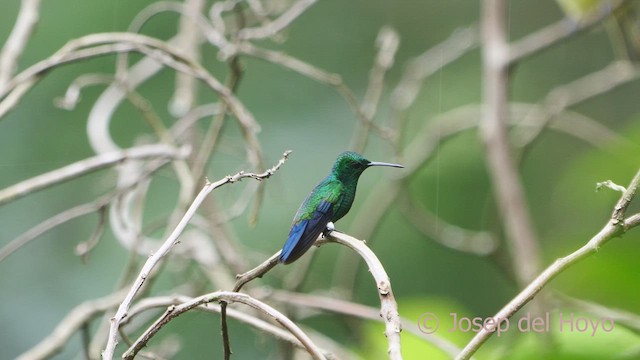 stålbukkolibri - ML610726196