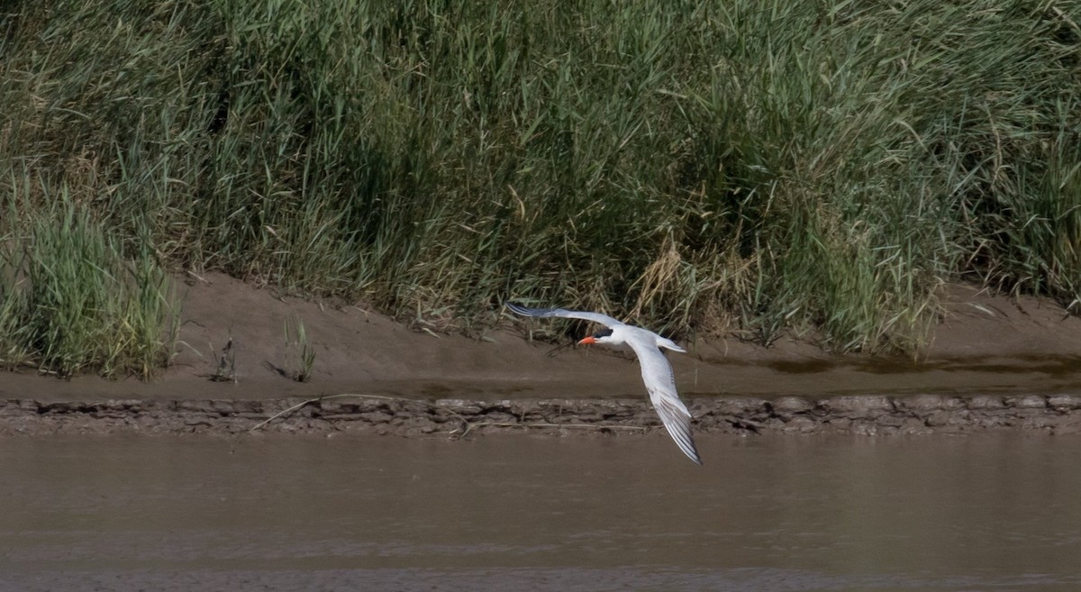 Caspian Tern - 🕊️ Newton st Loe Birding 🕊️