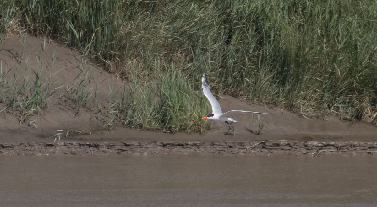 Caspian Tern - 🕊️ Newton st Loe Birding 🕊️