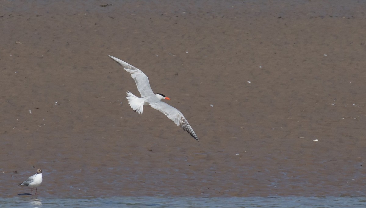 Caspian Tern - 🕊️ Newton st Loe Birding 🕊️