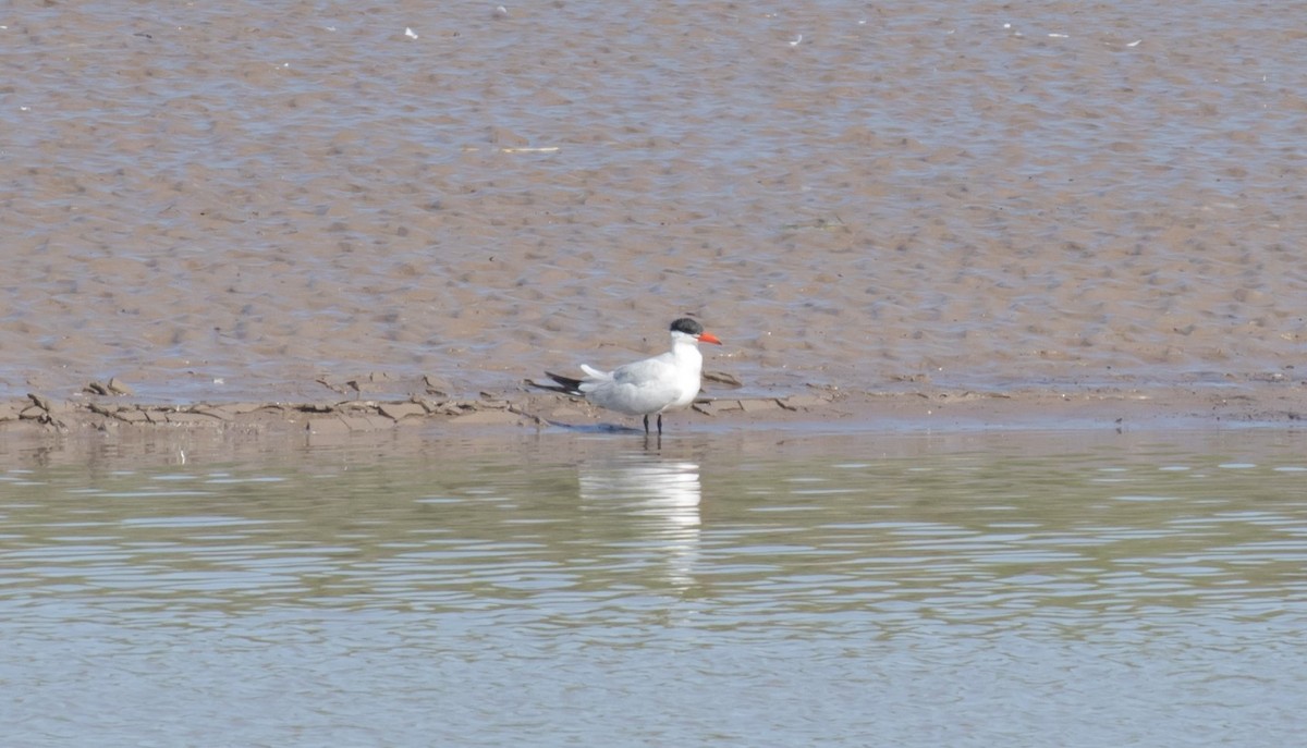 Caspian Tern - 🕊️ Newton st Loe Birding 🕊️