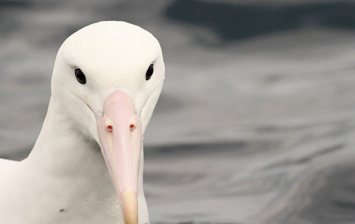 Northern Royal Albatross - ML61072621