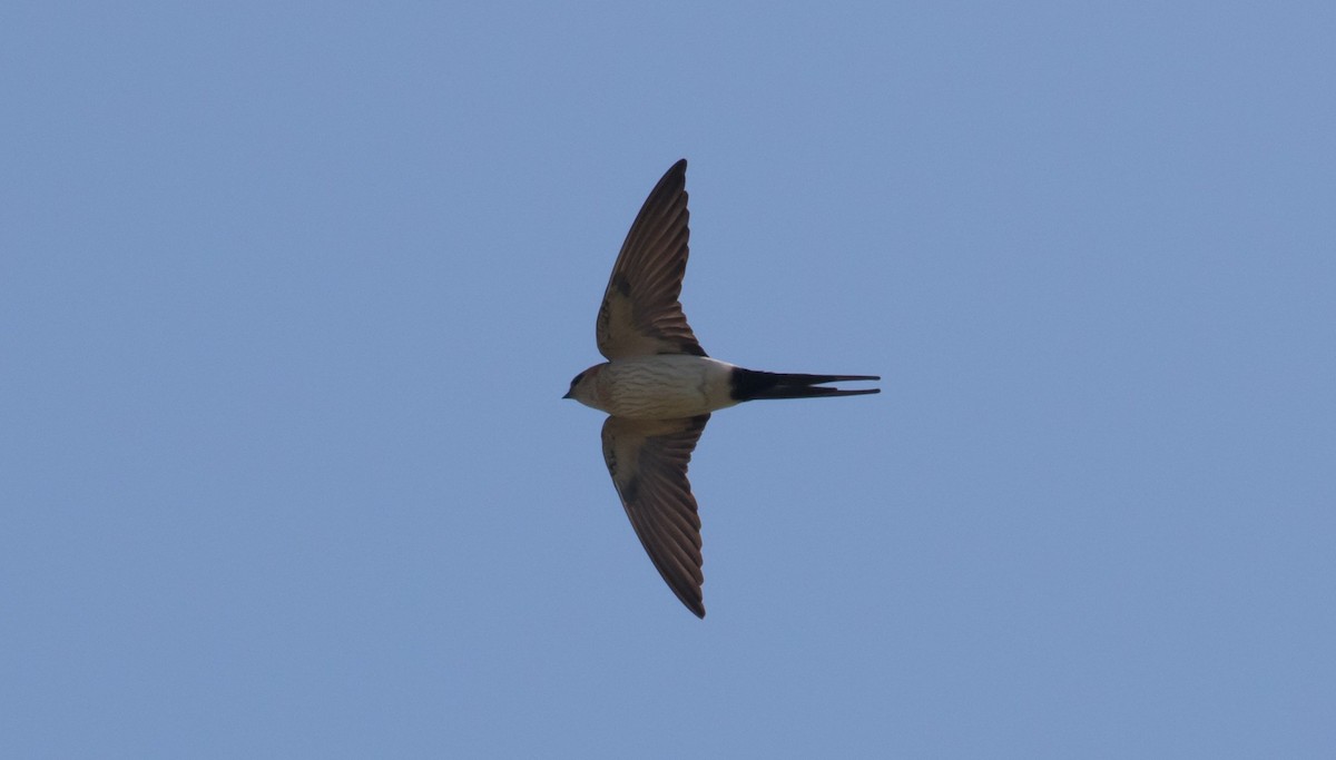 Red-rumped Swallow - ML610726253