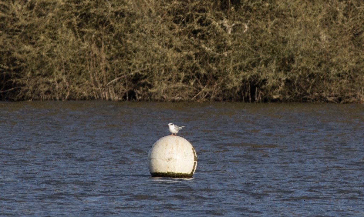 Forster's Tern - ML610726329