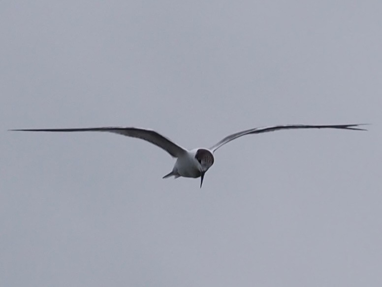 White-winged Tern - ML610726332