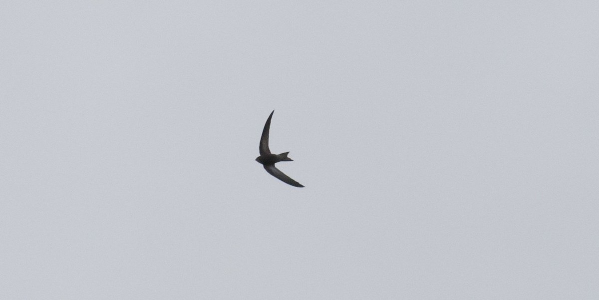 Pallid Swift - ML610726453