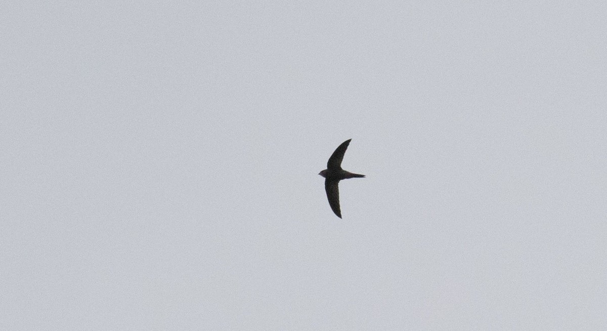 Pallid Swift - ML610726454