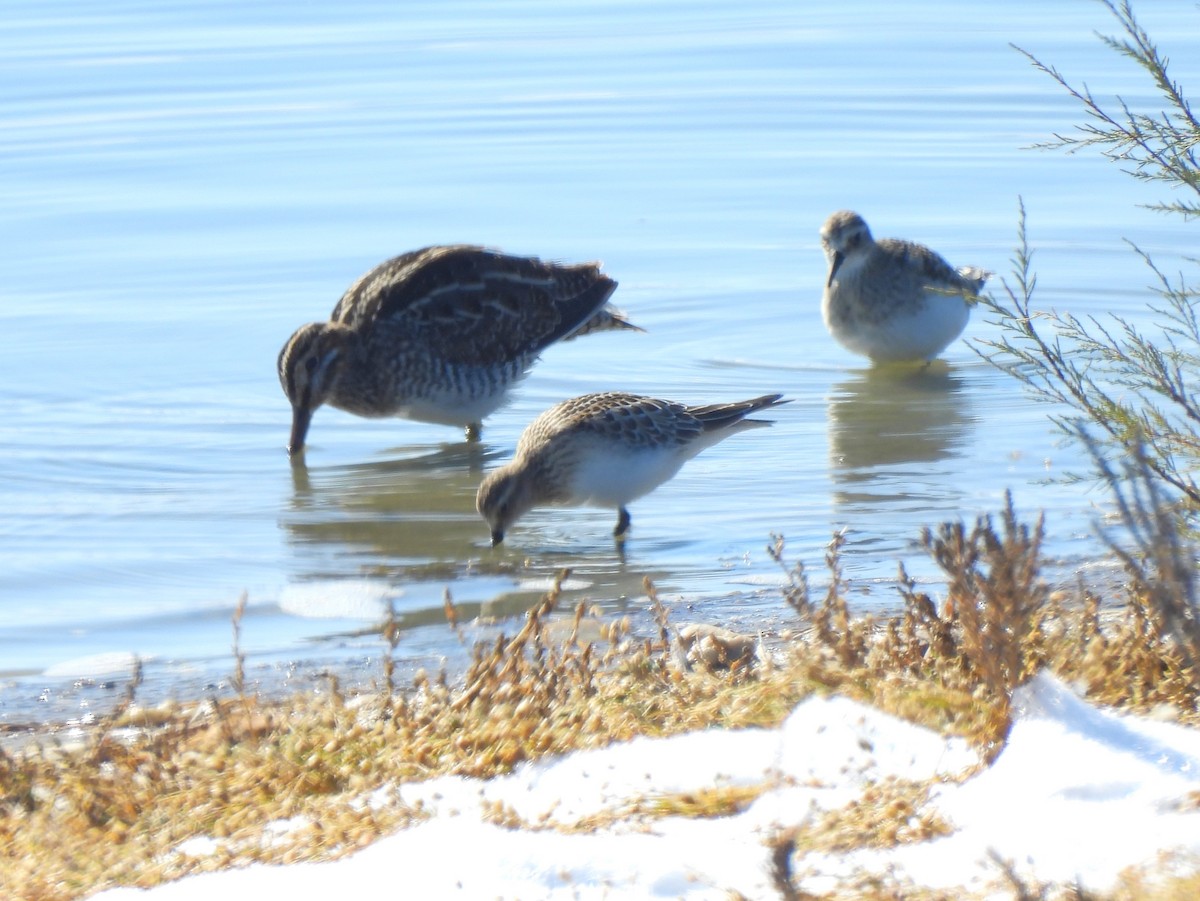 gulbrystsnipe - ML610726586