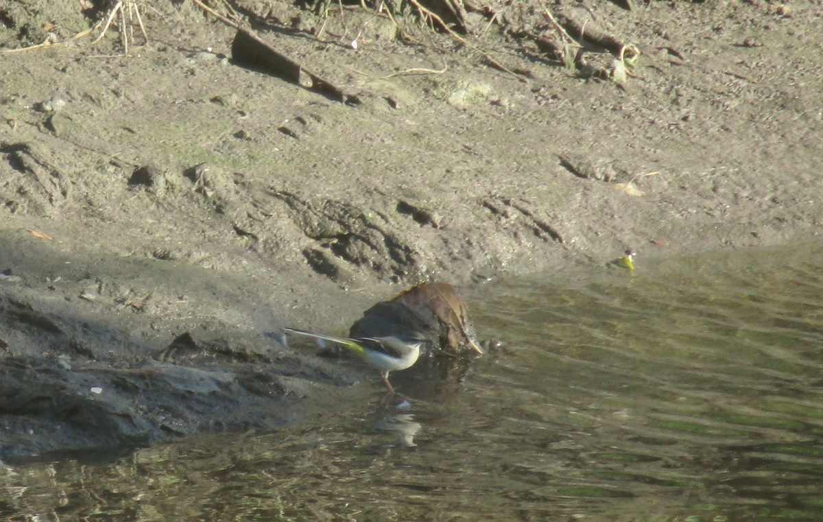 Gray Wagtail - ML610726777