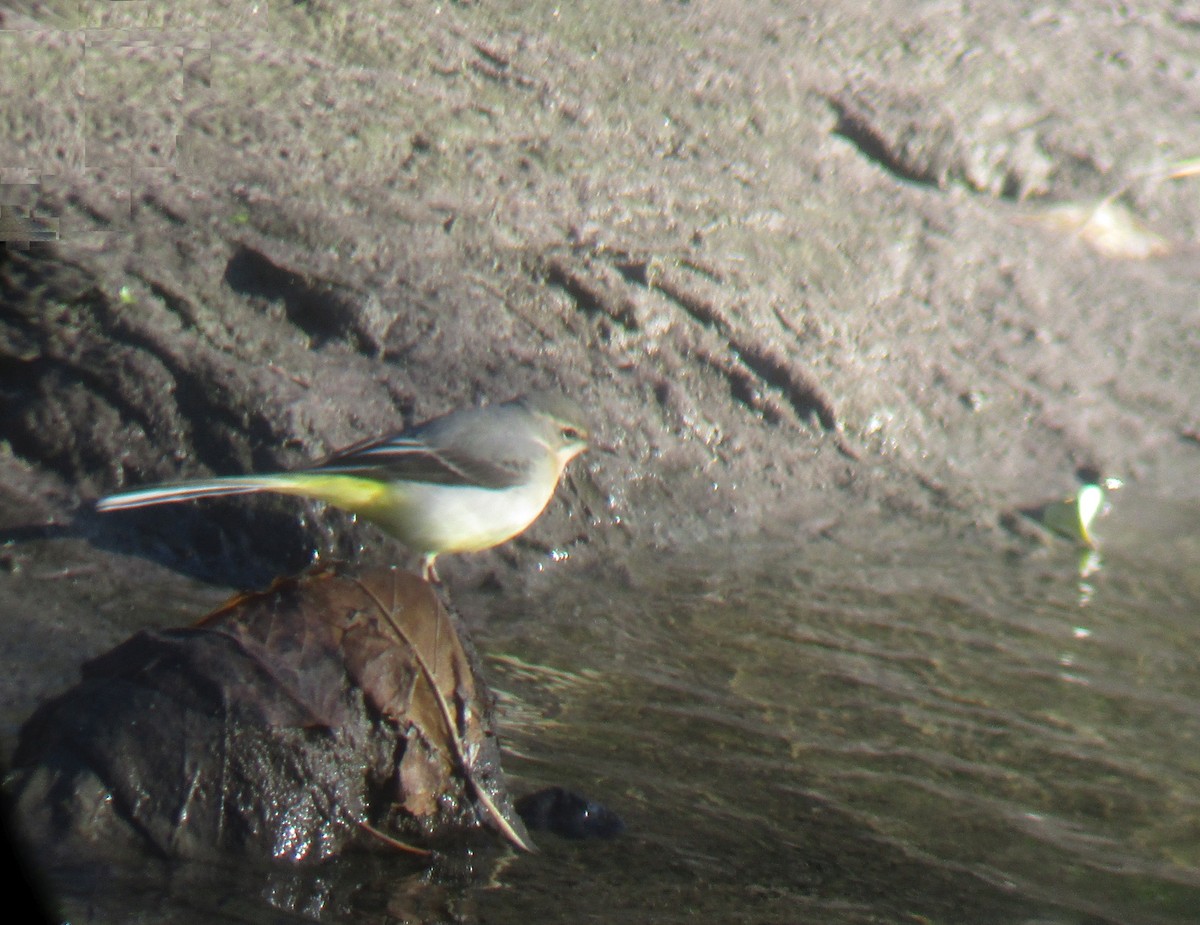 Gray Wagtail - ML610726782