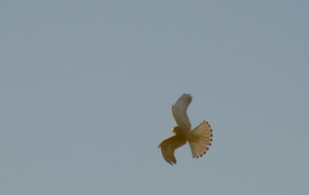 Eurasian Kestrel - ML610726786