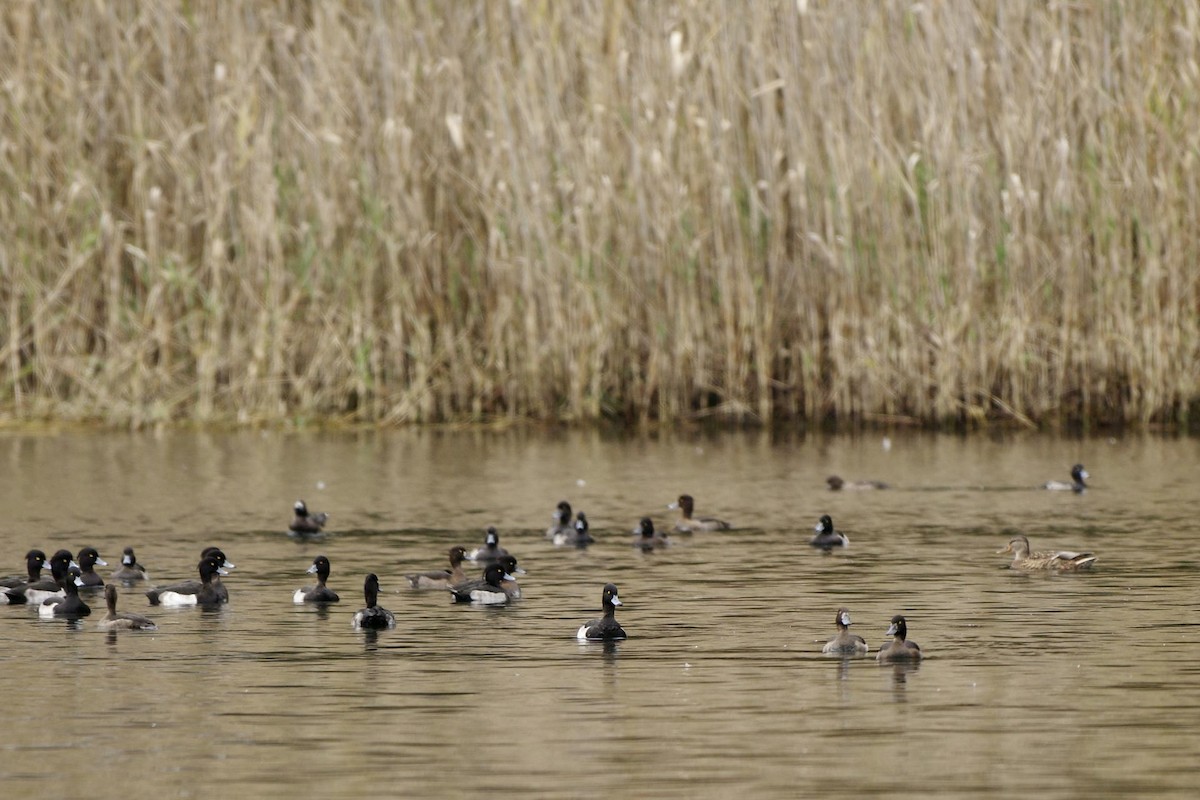 Tufted Duck - ML610726812