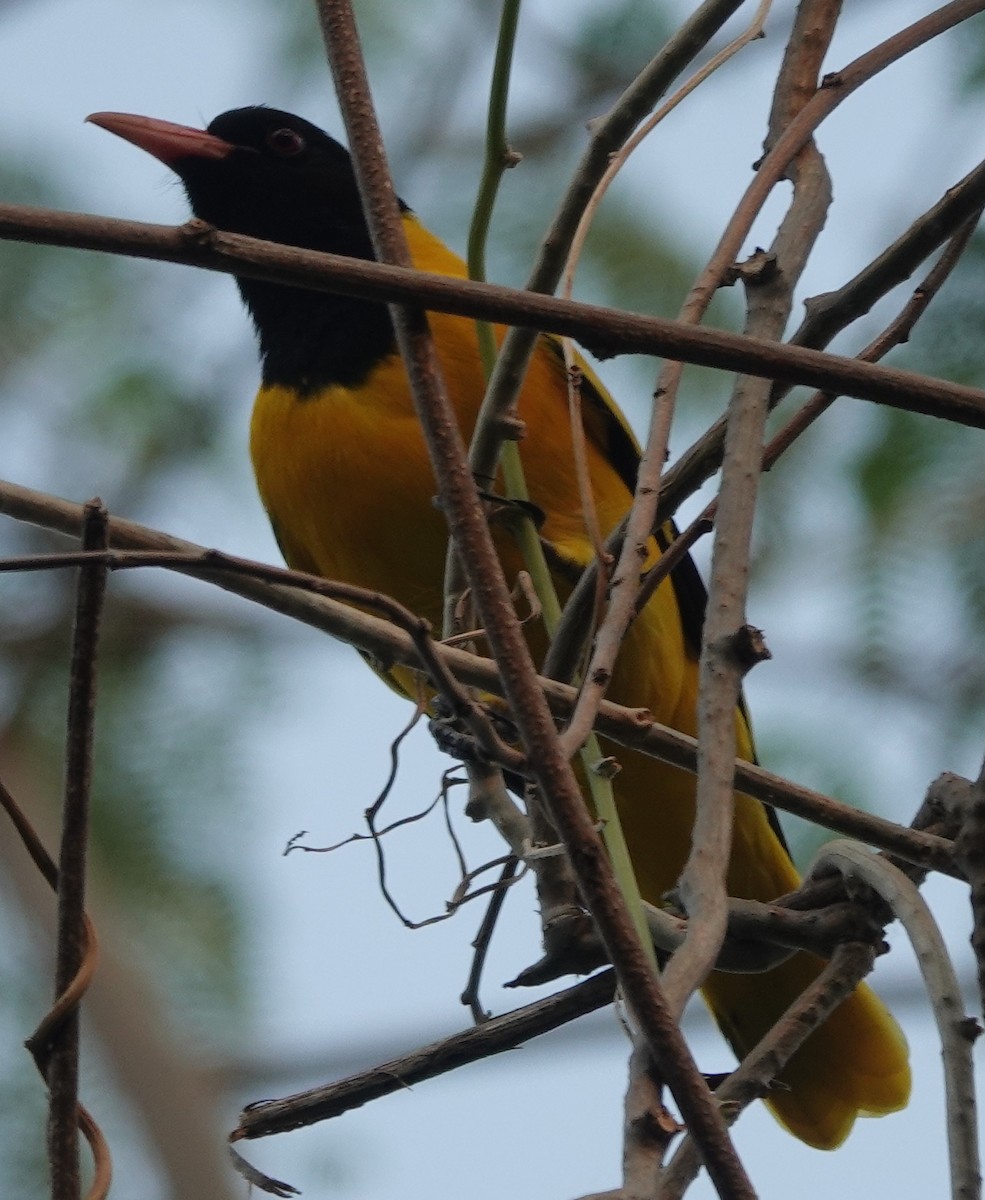 Black-hooded Oriole - ML610726905