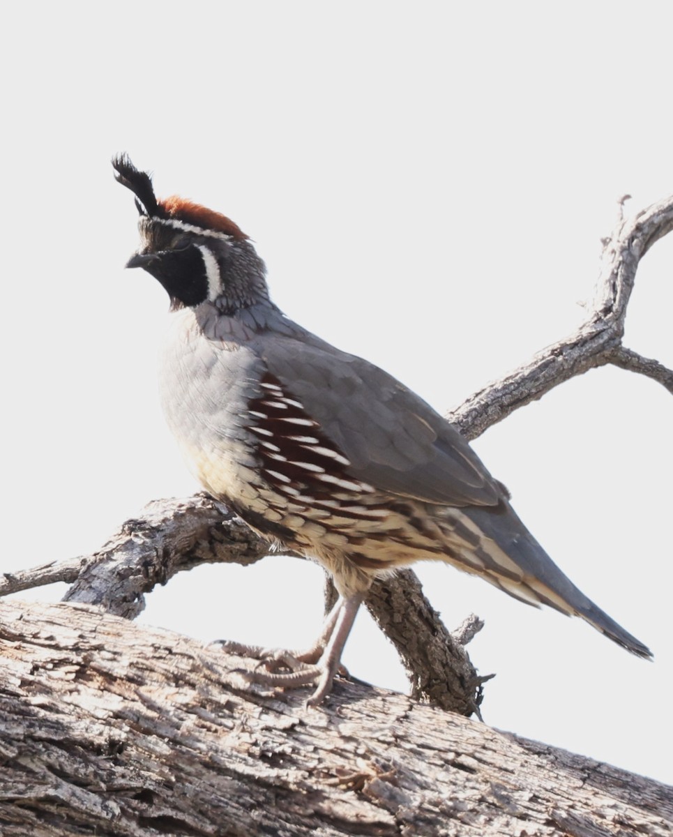 Gambel's Quail - ML610727044