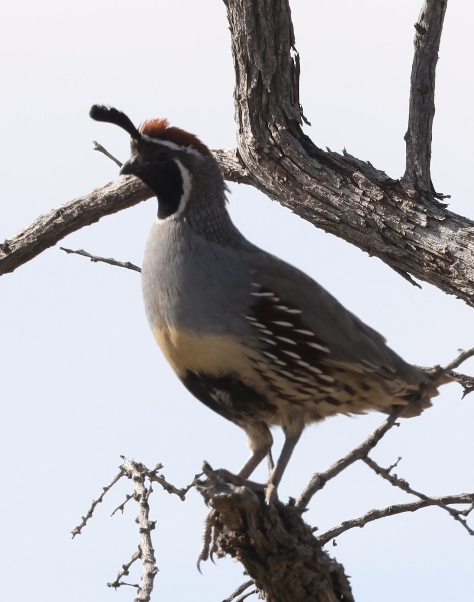 Gambel's Quail - ML610727045