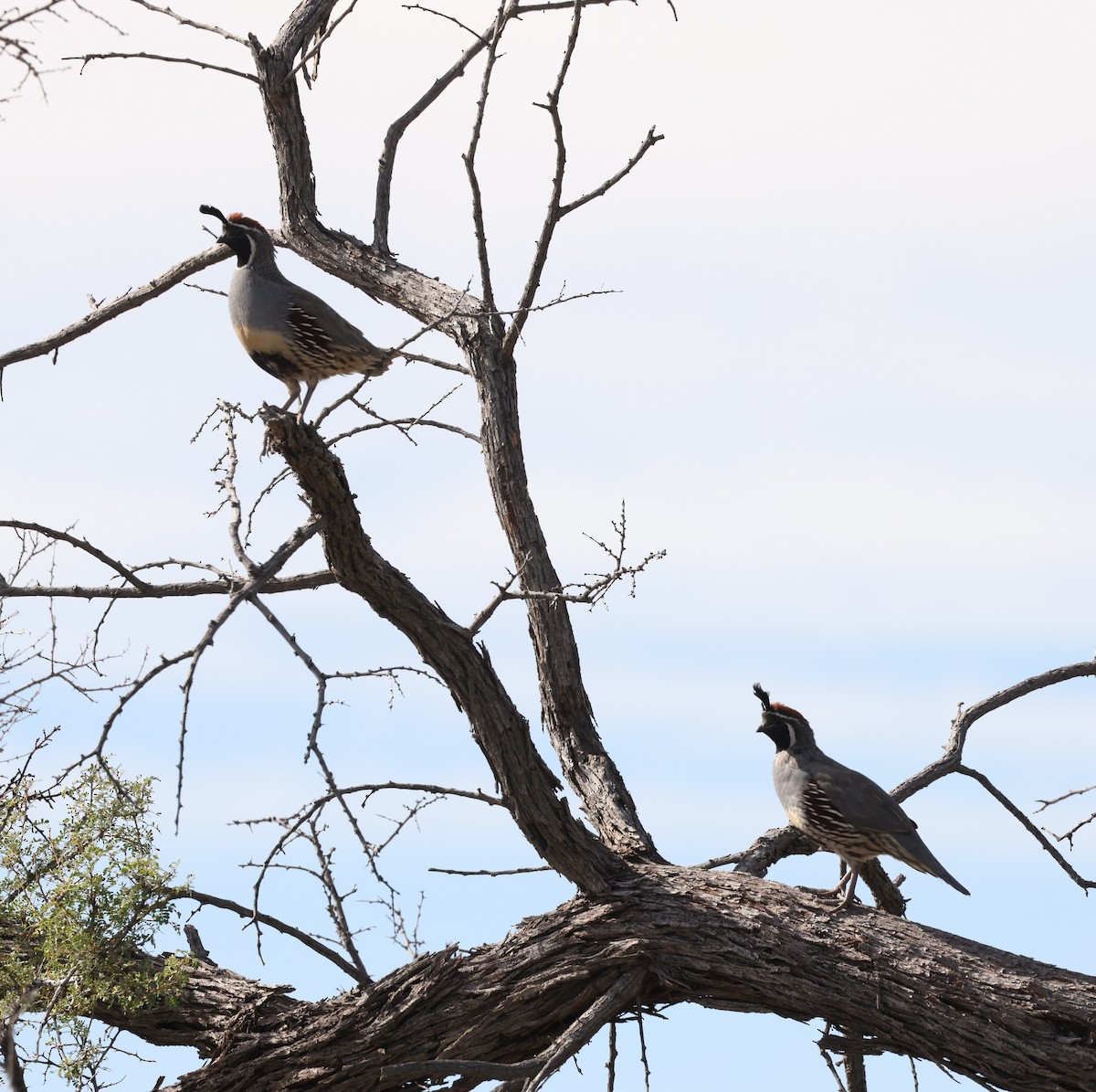 Gambel's Quail - ML610727046