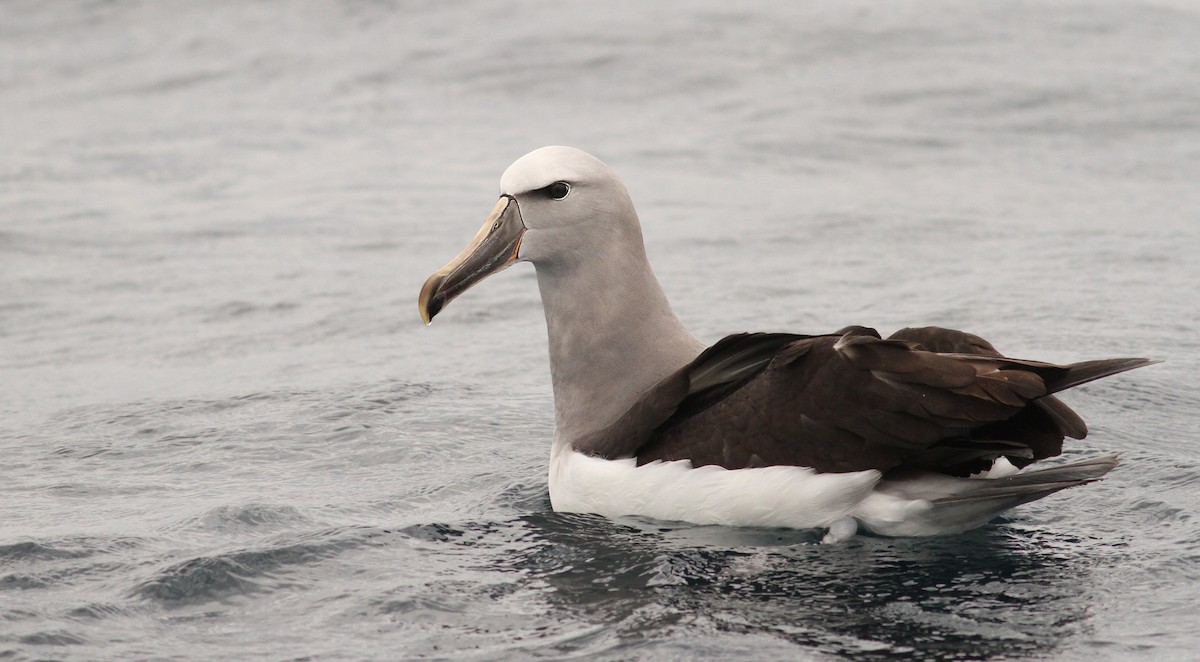 Salvin's Albatross - ML61072711