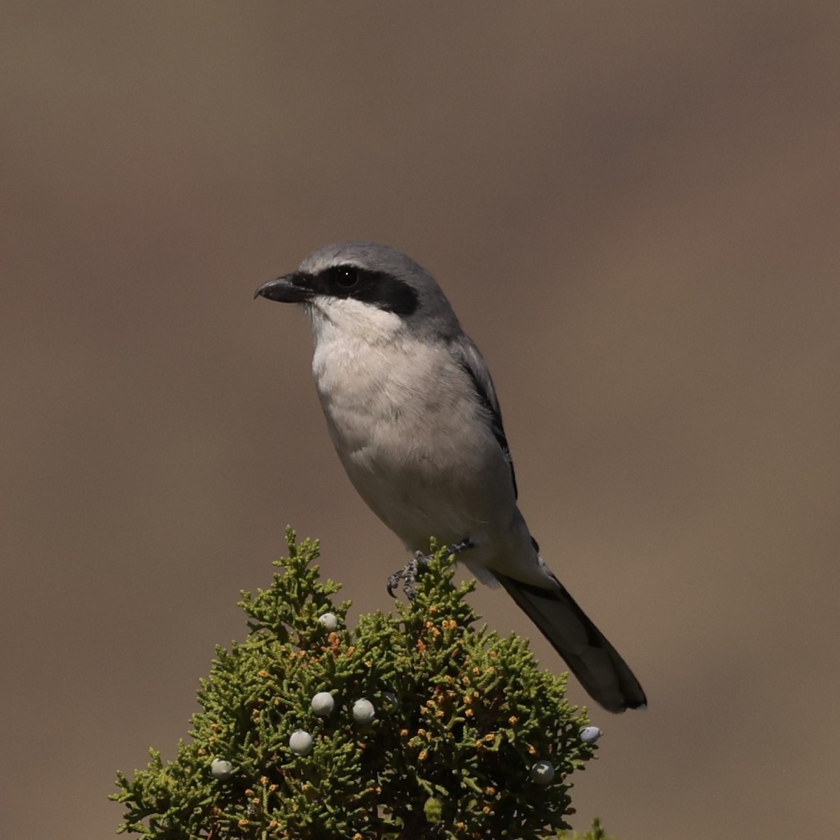 Loggerhead Shrike - ML610727112