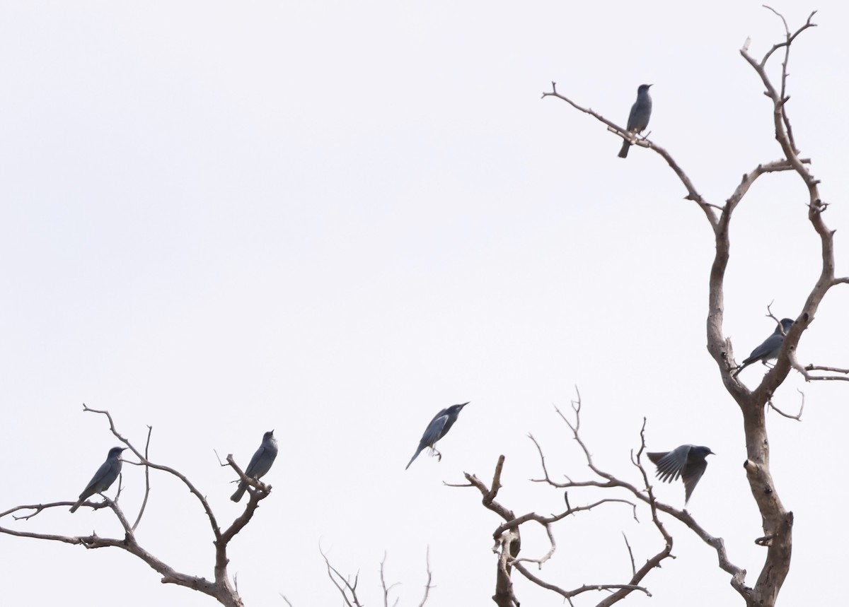 Pinyon Jay - ML610727159