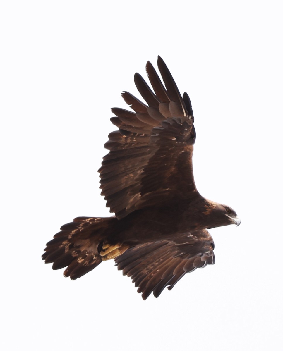 Golden Eagle - ML610727193